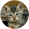 Kittens 22