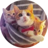 Kittens 23