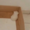 kitten 17