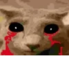 kitten 18