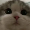 kit.lee 10