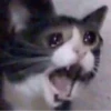 Котейки 20