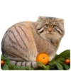 Winter Manul 26
