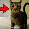kitten 19