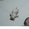 kitten 20