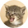 Kittens 24