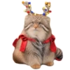 Winter Manul 27
