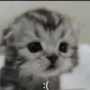 kitten 21