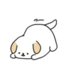 BOBA DOG 20