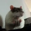 Ratitas🐁🐭🩶 25