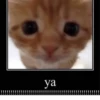 kitten 22