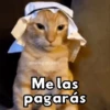 ✨Gatitos con frases😺✨6 15