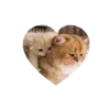 💗kitties love 💗 @iamideas @iamstockroom 28