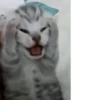 kitten 23