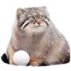 Winter Manul 28