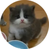 Kittens 25