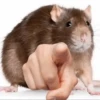Ratitas🐁🐭🩶 26