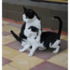 Gatitos tiernos😍 14