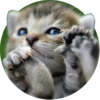 Kittens 27