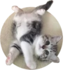 Kittens 28