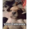 Volví Cabrones