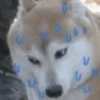 V