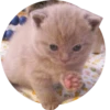 Kittens 29