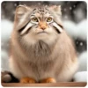 Winter Manul 29