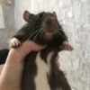 Ratitas🐁🐭🩶 30