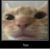 kitten 24