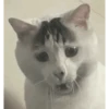 Gatitos tiernos😍 15