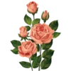 : Flowers 27