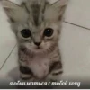 kitten 25