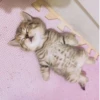 kitten 26