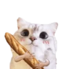 Michis random🐈🐈‍⬛ 5