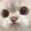 🧿Michichos cat🐈 5
