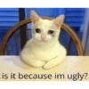 Meow Memes-2😼 5