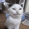 🐾 Gatitos Anti-depresivos 😺 5