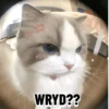 Meow Memes-2😼 6