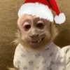 Monos navideños😜😙 5