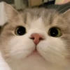 🧿Michichos cat🐈 8