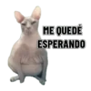 Memes clásicos gatito 😺🔥 7