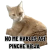 Memes clásicos gatito 😺🔥 8