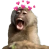 Monos 🐵 changos 🙉 5