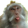 Monos 🐵 changos 🙉 6