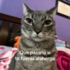 Animales random 2 5
