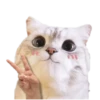 Michis random🐈🐈‍⬛ 10