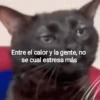 🐶🐱🐵 ANIMALITOS 🐵🐱🐶 5