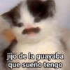 🐶🐱🐵 ANIMALITOS 🐵🐱🐶 6