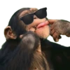 Monos 🐵 changos 🙉 7